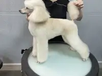 Стрижка собак и кошек, фотография 11