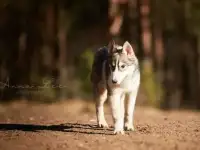 Щенок хаски с документами, фотография 7