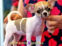 Очаровательные щенки чихуахуа, фотография 8