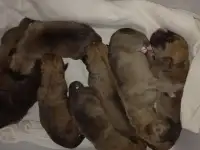 Волчья бойцовая
