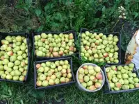 Продам участок в садовом товариществе 6 соток, Рядом Логиново, фотография 3