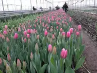 Тюльпаны оптом к 8 марта