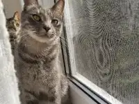 Кот