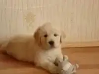 Щенок в добрые руки!