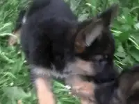 продаются щенки, фотография 2