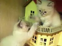 Котята Невские Маскарадные
