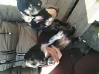 Собаки