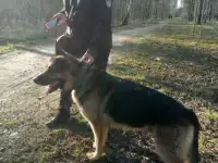 Щенки Немецкой овчарки, фотография 5