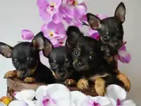 Купить Щенка Русского тоя
