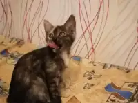 Отдам котят добрым людям, фотография 2