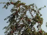 Участок 6 км от дока после парома, Сады Базилевка док, фотография 4