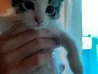 Отдам котят в добрые руки, фотография 3