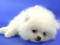 Шпиц Белоснежка, фотография 2