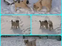 Щенки Среднеазиатской овчарки, фотография 2