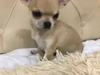 Чихуахуа