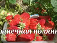 Рассада клубники, фотография 2