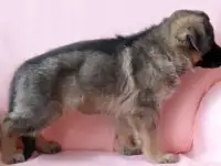 Щенки немецкой овчарки