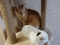 Передержка домашняя кошек и грызунов, фотография 7