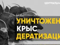 Дератизация уничтожение крыс и мышей с гарантией Томилино