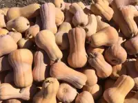 Пекинская капуста, Тыква Матильда и Плуто