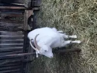 Котные козы
