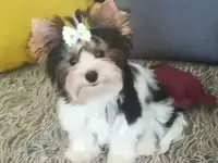 Щенок бивер йорка