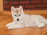 Хаски, фотография 3