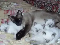 Неземной красоты сиамские котятки
