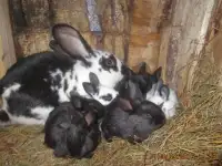 продажа крольчат, фотография 2
