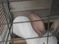 Кролики