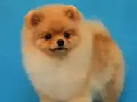 Щенок померанского шпица
