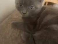 Отдам котят бесплатно