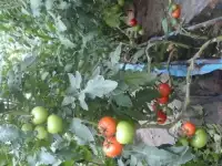 теплица промышленная