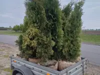 Туя западная Смарагд фото реальные., фотография 3