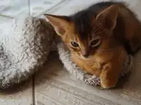 Абиссинские котята, фотография 5