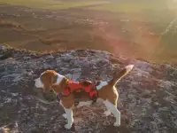 Бигль щенки