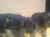 щенки