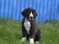 Немецкий дог, щенки, фотография 4