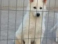 Девочка белой швейцарской овчарки