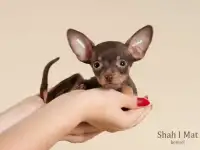 Щенки русского тоя с документами !