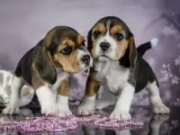Щенки бигля с документами питомник Симоналенд, фотография 2