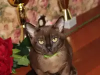 Бурманские котята
