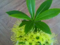 Xanthostemon chrysanthus (yellow flower)