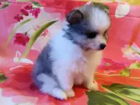 Щенок шпица