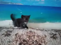 котята в подарок, фотография 6
