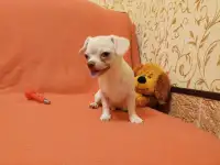 Мальчик на диванчик, фотография 5