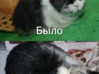 Крольчата из питомника, фотография 3