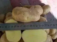 Крупный Деревенский  экологически чистый картофель из элитного сорта «Барон» и «Каменская».