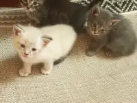 отдам бесплатно котят