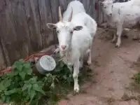 Коза